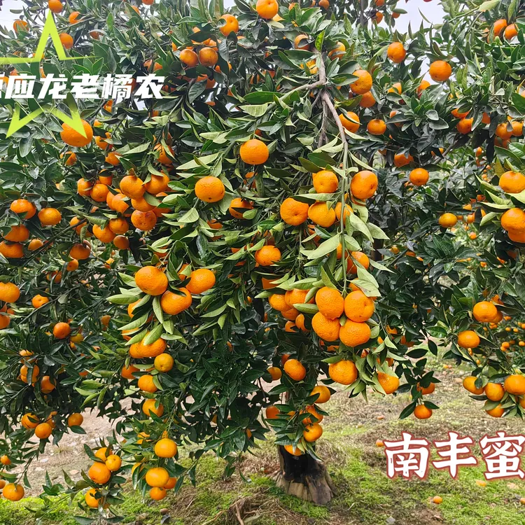 正宗南丰蜜广果园直发新鲜水果南丰农家蜜广现摘产地直发