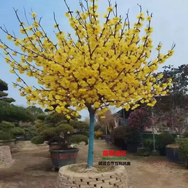 腊梅红梅绿梅树苗梅花树苗盆栽地栽庭院景观植物腊梅树苗红梅树苗