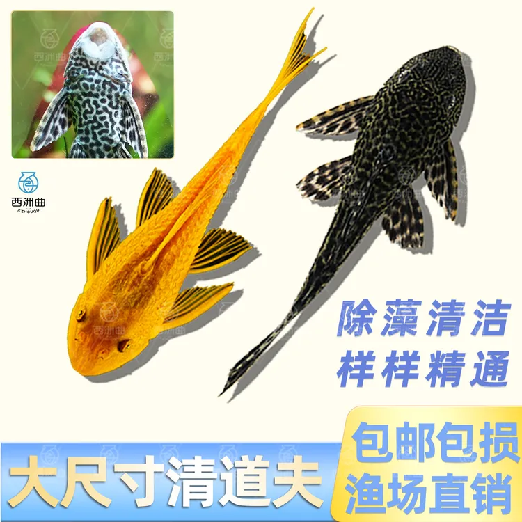 西洲曲清道夫鱼热带观赏鱼专吃鱼缸垃圾粪便清理藻类残饵