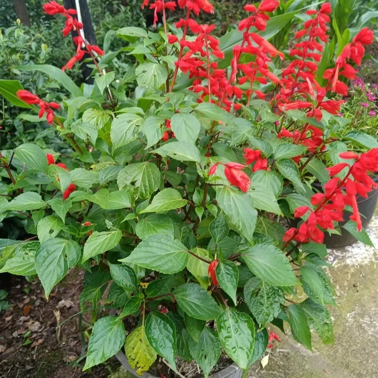 四川植物网红高杆阳台草万紫千红炮仗红一串红苗超长花期内门竹