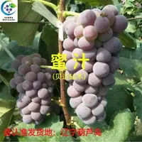 蜜汁  嫁接苗 贝达砧木（一年苗 ）