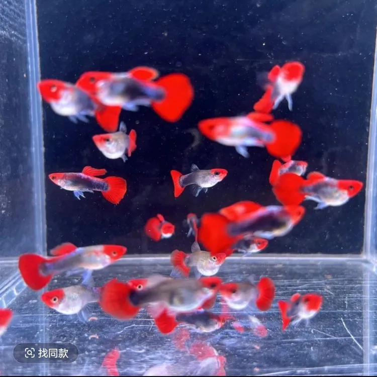 深海蓝贵族鸿运当头精品孔雀鱼可繁殖好养