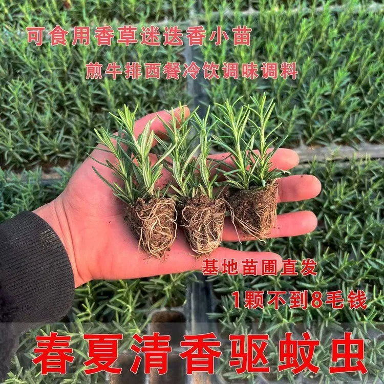 迷迭香大小苗绿植新鲜可食用盆栽香草牛排驱蚊虫净化空气耐寒植物