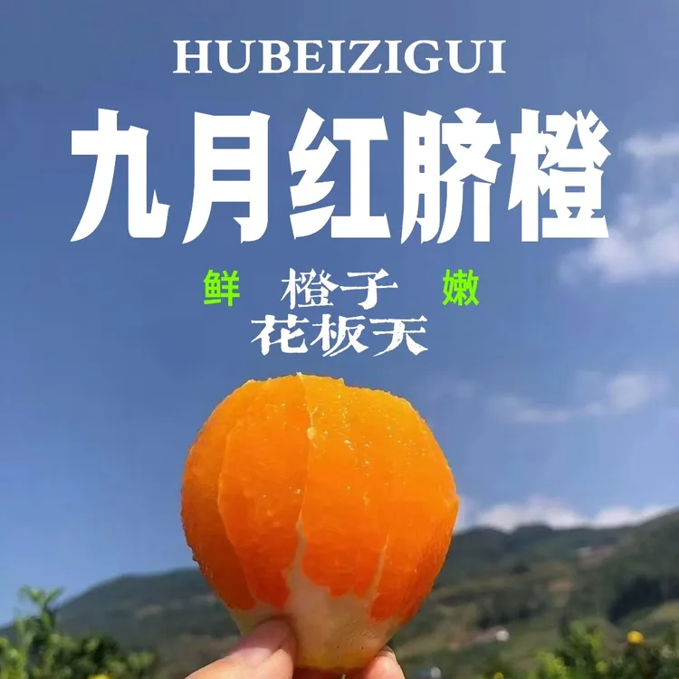 秭归九月红橙子现摘现发果肉晶莹汁水充沛香甜