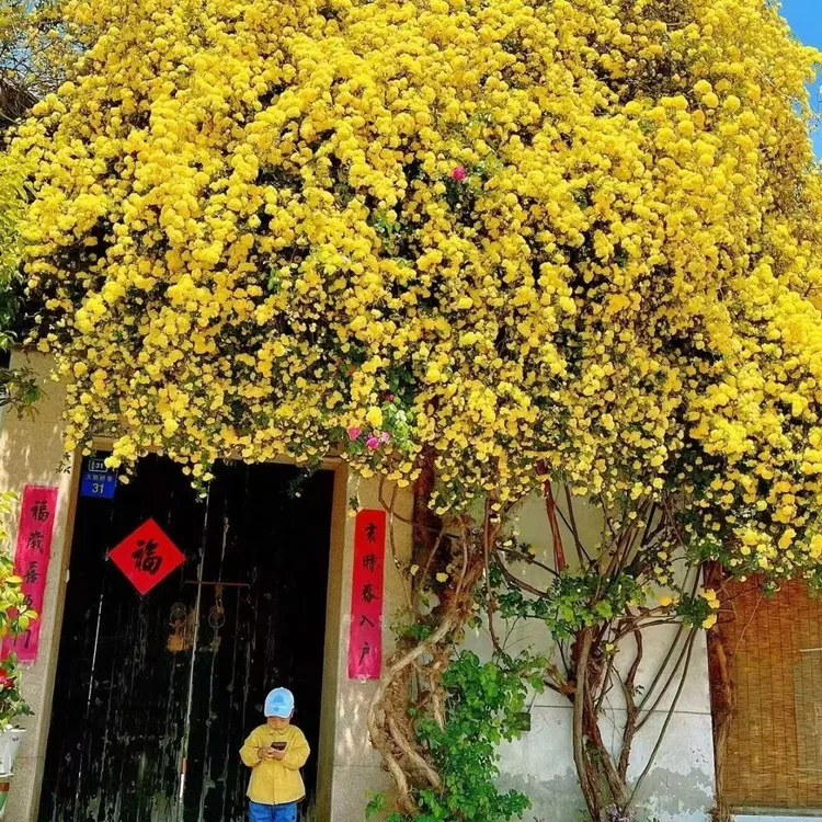 黄木香花苗爬藤植物花卉重瓣红木香白木香树苗蔷薇阳台庭院植物