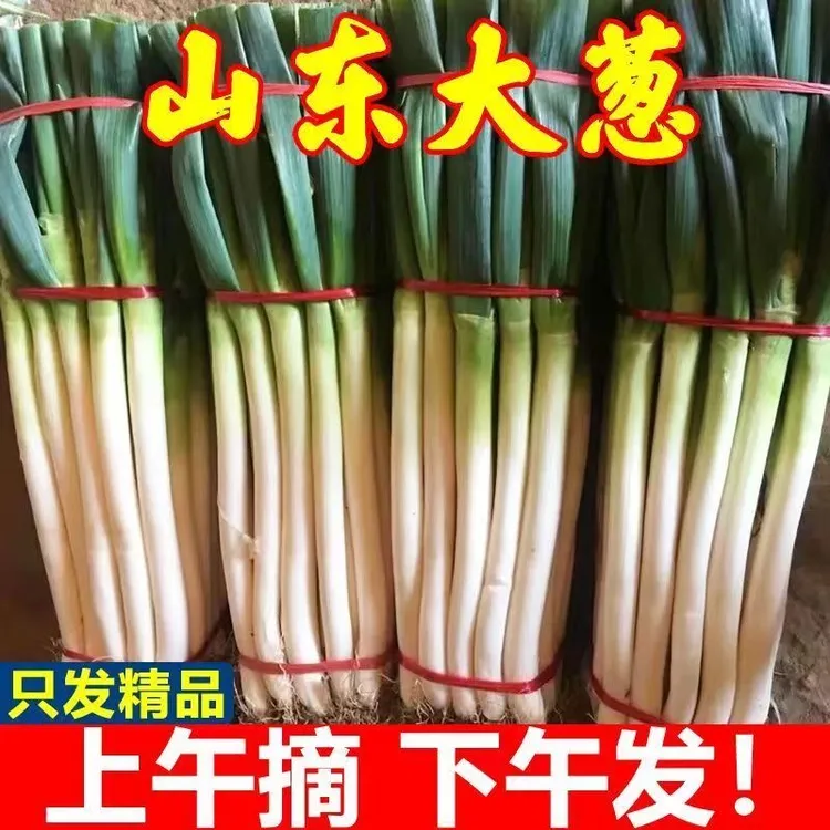 山东新鲜铁杆大葱净葱去皮半叶现挖带土蔬菜清甜提味好吃农家种植