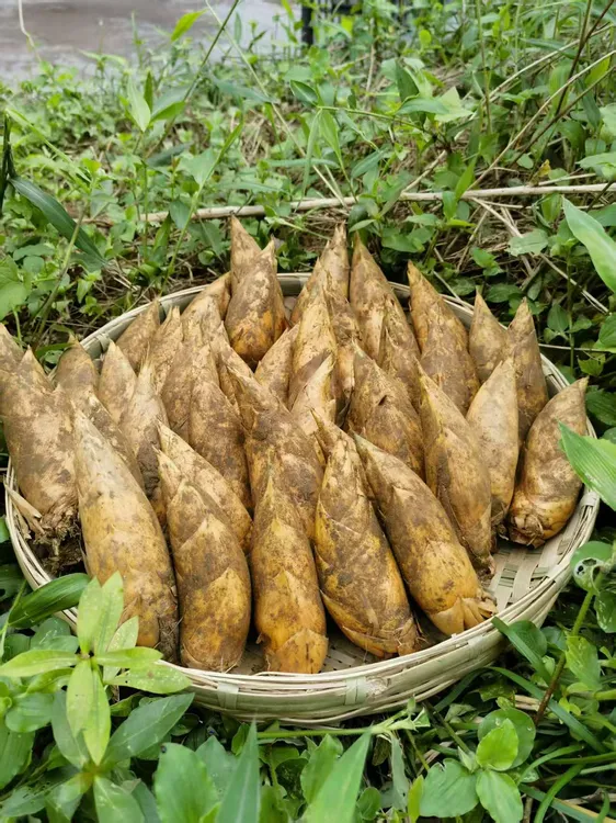 四川宜宾冬笋新鲜现挖冬笋产地直发脆嫩农家时令蔬菜现货黄泥笋