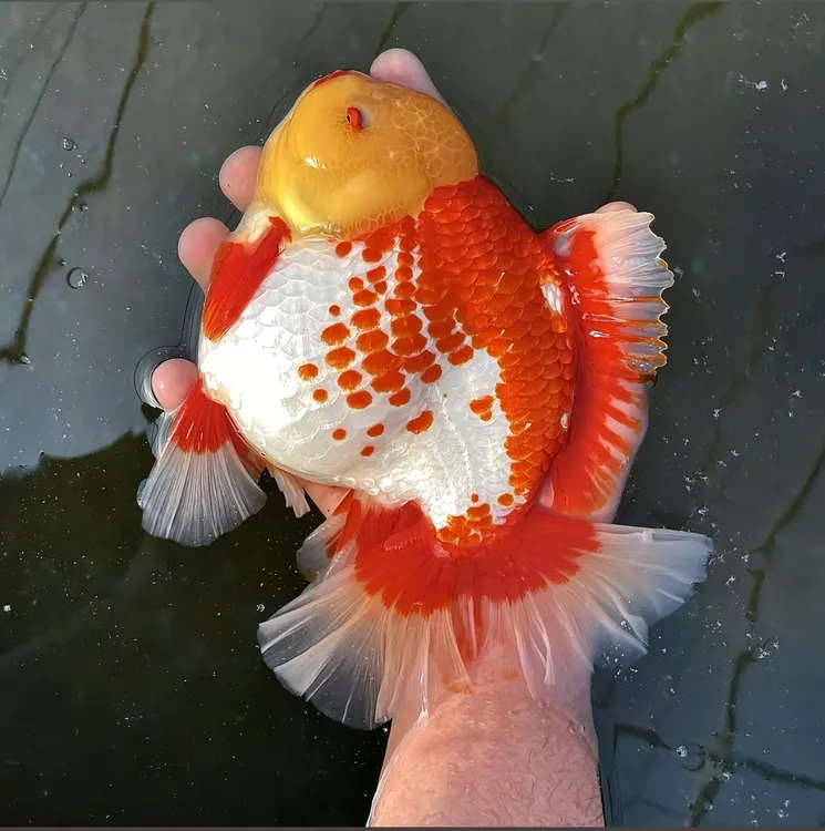 活体泰狮金鱼冷水淡水观赏鱼好养耐活自来水可养