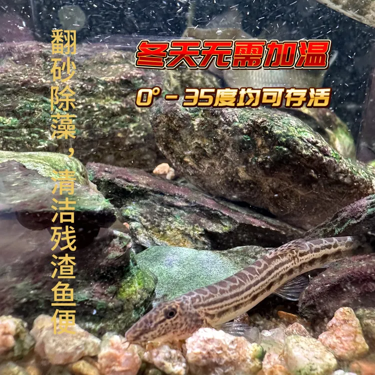 中华花鳅 冷水清道夫 清洁工鱼 清洁鱼缸鱼便龟便残渣 过滤水质