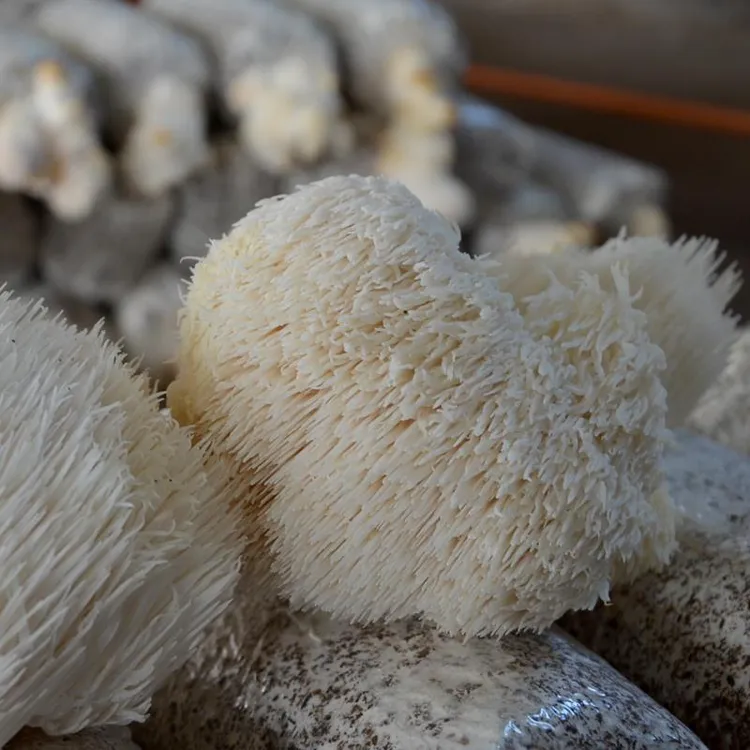 猴头菇菌棒盆栽食用菌菌包菌种阳台家庭种植菌包蘑菇种植袋装蘑菇