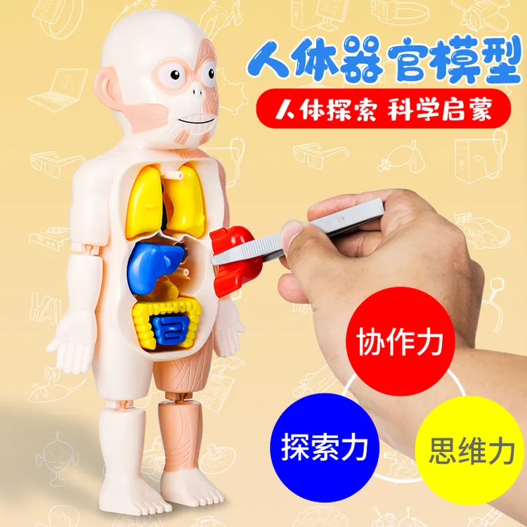 可拆卸拼装科教人体器官模型仿真内脏益智医学兴趣培养3D儿童玩具