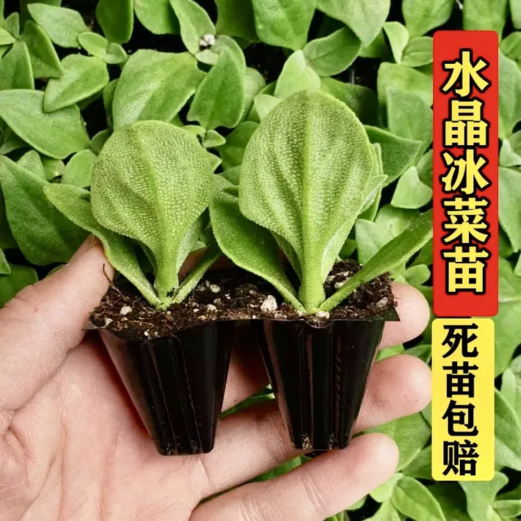 水晶冰菜苗大苗种子沙拉冰草冰菜苗子四季特色蔬菜苗秧苗春秋阳台