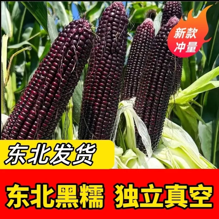 【一箱10大棒】黑糯玉米东北鲜采香甜粘糯整箱试吃现货现发新鲜