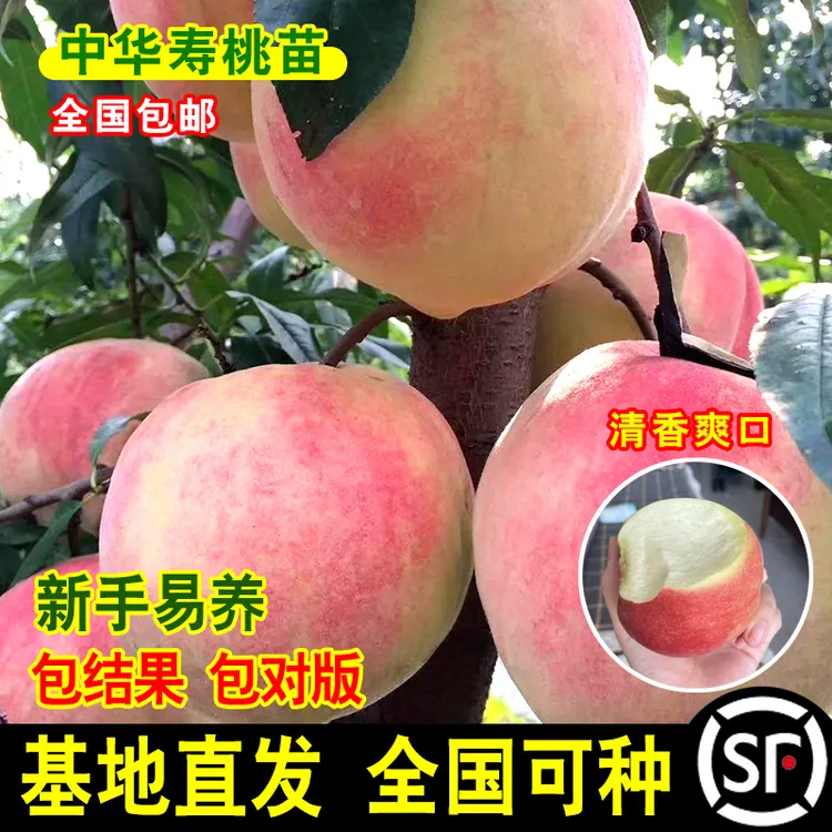 嫁接中华寿桃桃树苗10月成熟特晚熟特大脆甜冬桃苗南北方当年结果