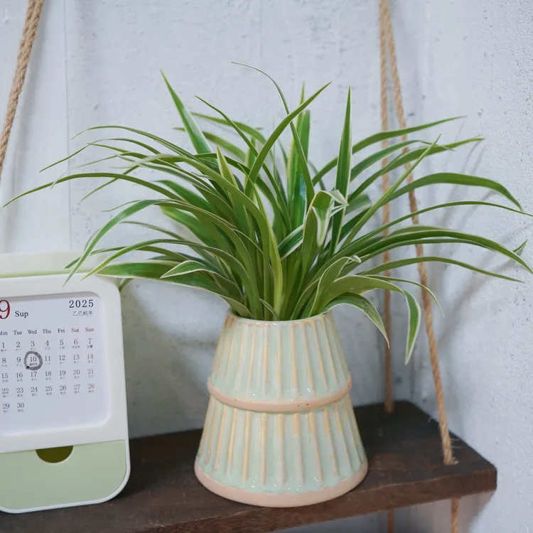 【教师节】水培金边吊兰盆栽室内桌面四季常青好养花卉绿植净化空气