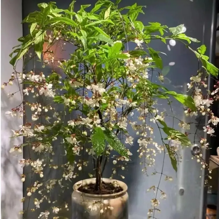 垂丝茉莉室内观赏盆栽四季开花仙气飘飘好养阳台花卉④商品图