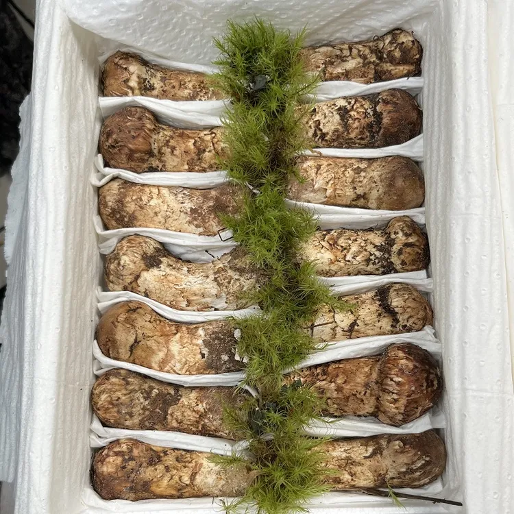 新鲜松茸精选货云南剑川松茸香格里拉鲜