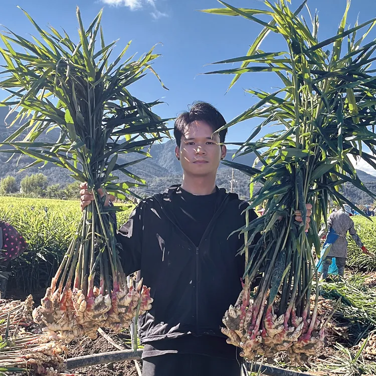 新鲜现挖嫩姜农家种植可腌可炒适合做泡姜的蔬菜