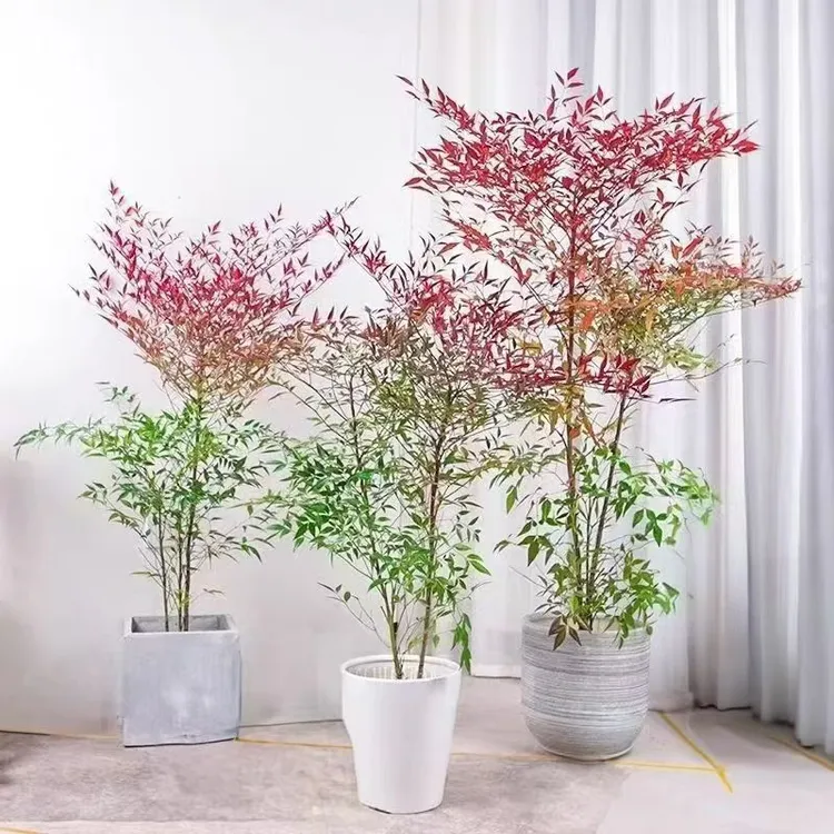 爆款火焰南天竹盆栽室内外皆可种植好养还能净化空气大型绿植