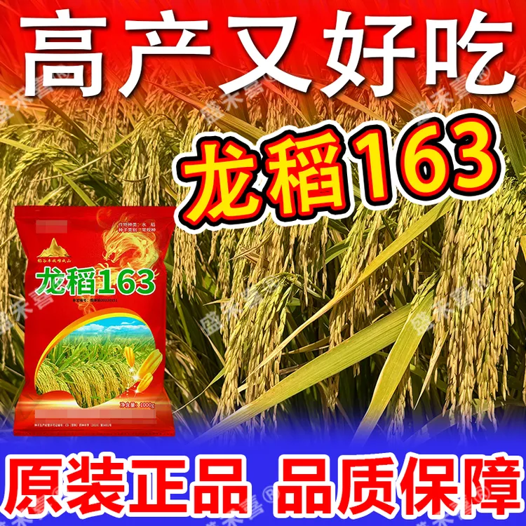 国审龙稻163矮杆大穗水稻种子特高产长粒浓香抗倒伏米质好结实好商品图