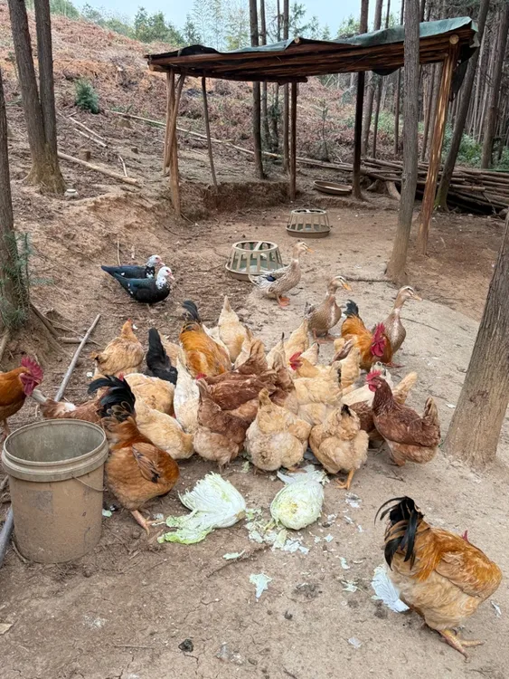 湖南农家散养土鸡老母鸡（现场称 杀好不退）