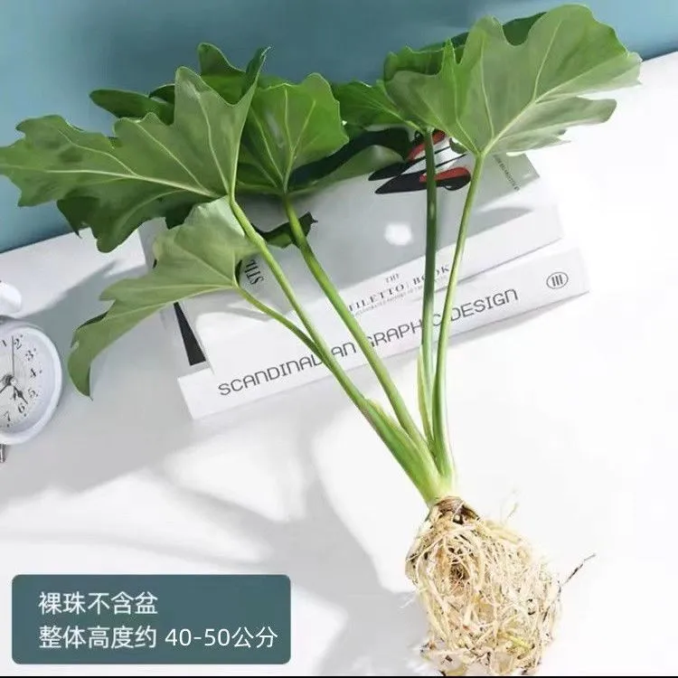 春羽绿植盆栽室内客厅花卉水培水生好养办公室黄金葛春雨水培植物