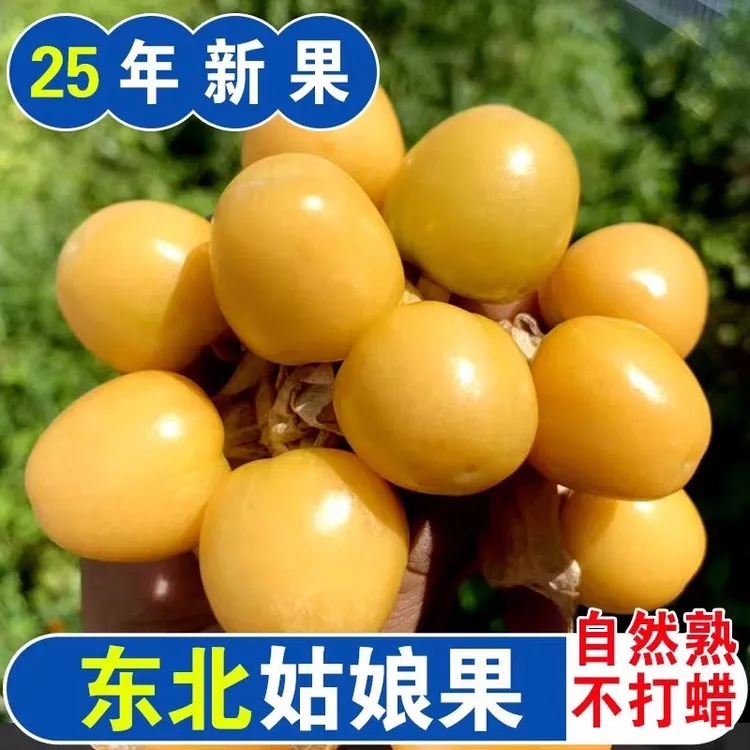 小金豆网红姑娘果新鲜应季香甜多汁产地直发大小果薄皮小果包赔