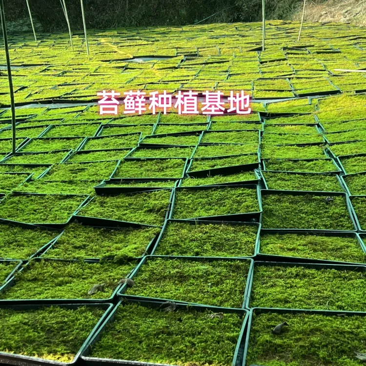 苔藓微景观植物鲜活庭院园林绿化微景观大灰藓盆栽铺面假山种植