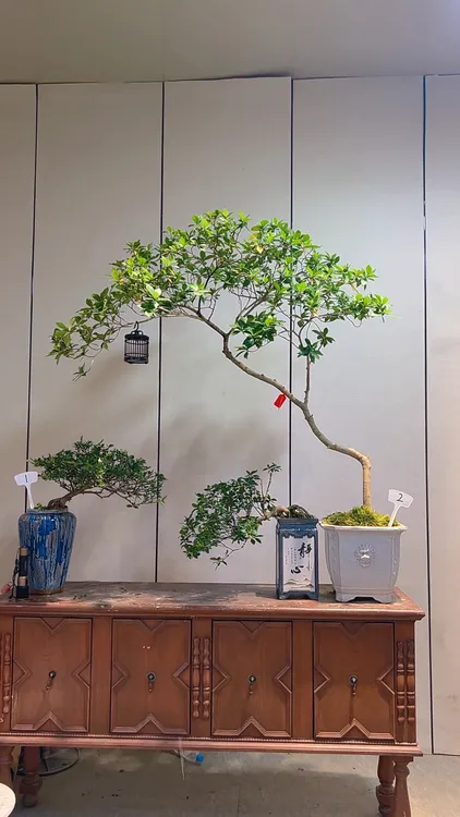 海岛春花栀子花大飘枝黄荆盆景适合茶台书房等室内空间装饰