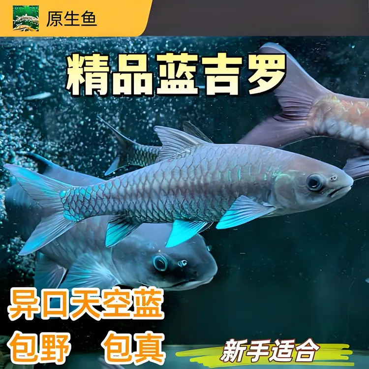 异口蓝吉罗鱼苗淡水耐活观赏原生鱼