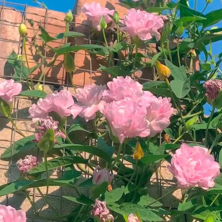 缠枝牡丹花种子  易活花卉种孑庭院室外种植简单花种籽子