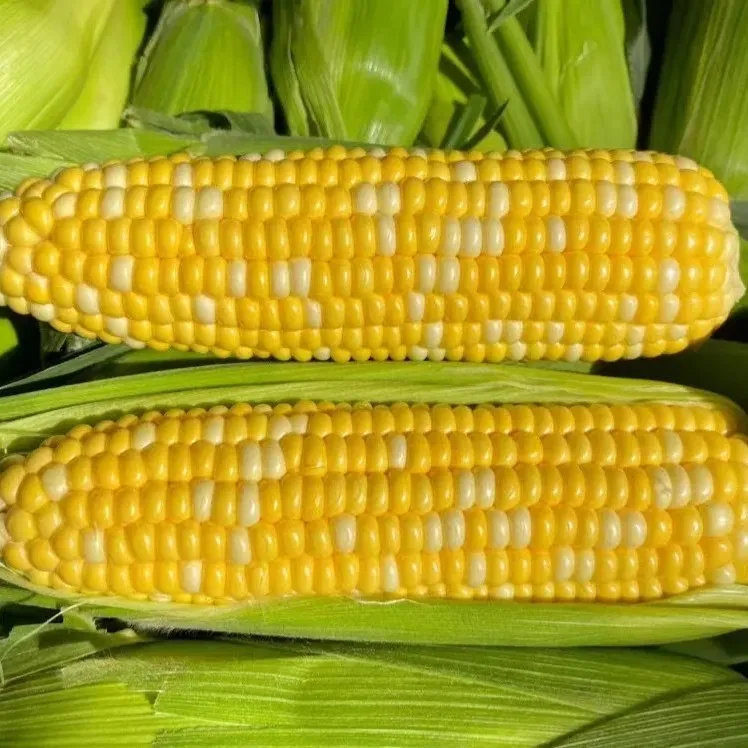 云南新鲜水果玉米带壳爆浆甜脆即食金银双色