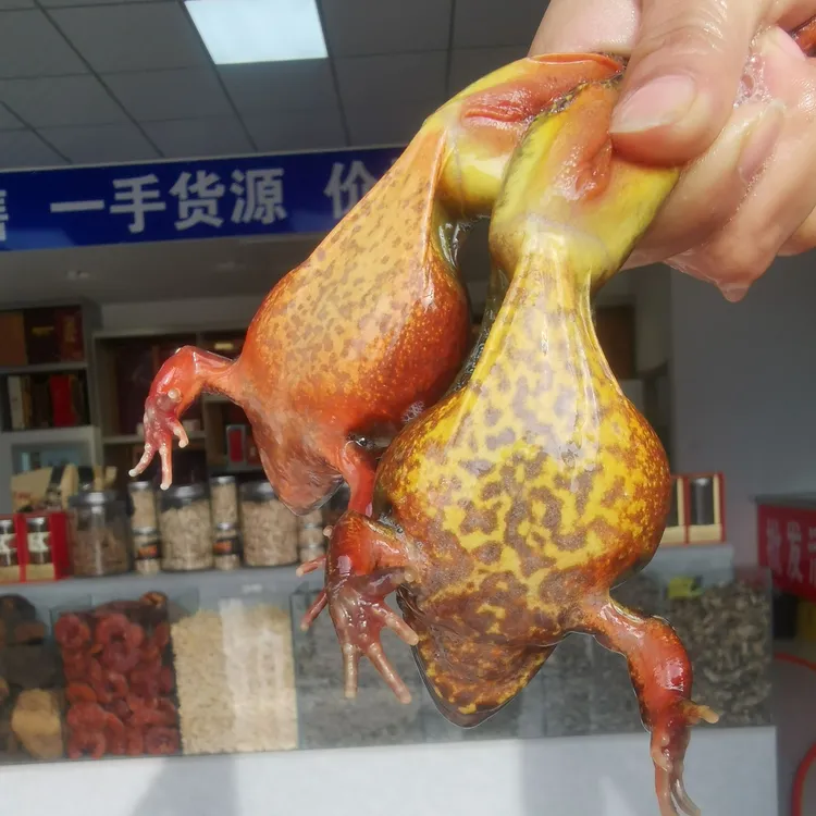 东北 吉林桦甸 鲜活林蛙 优质水产 母蛙 蛤蟆 大母豹子