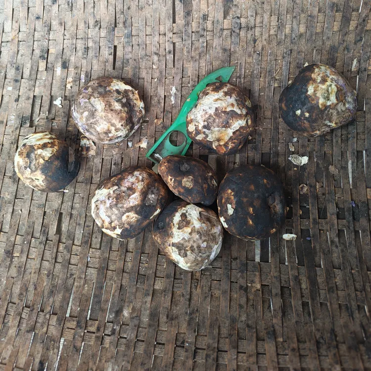 云南大山包小黑紫七彩小土豆绿色种植好吃又营养