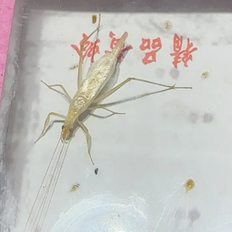 安徽高山汊口紫竹蛉