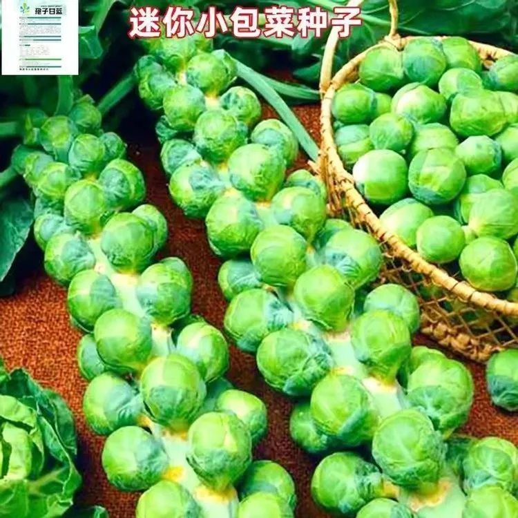 抱子甘蓝孢子甘蓝菜种子苗蔬菜种籽高果率小包菜卷心