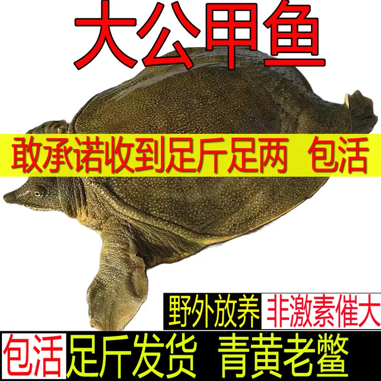 【包活送到 死了包赔】2.5斤1只 青黄色公甲鱼活体鲜活食用中华鳖
