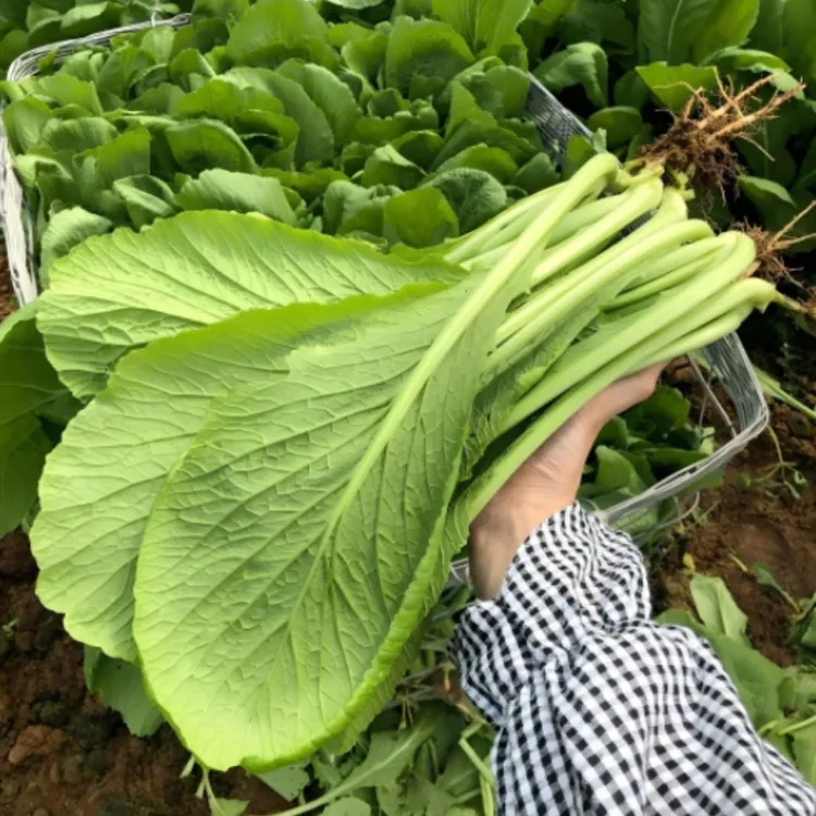 潮汕春菜种子青菜种子四季阳台小院家庭种植耐寒耐热高产蔬菜种子
