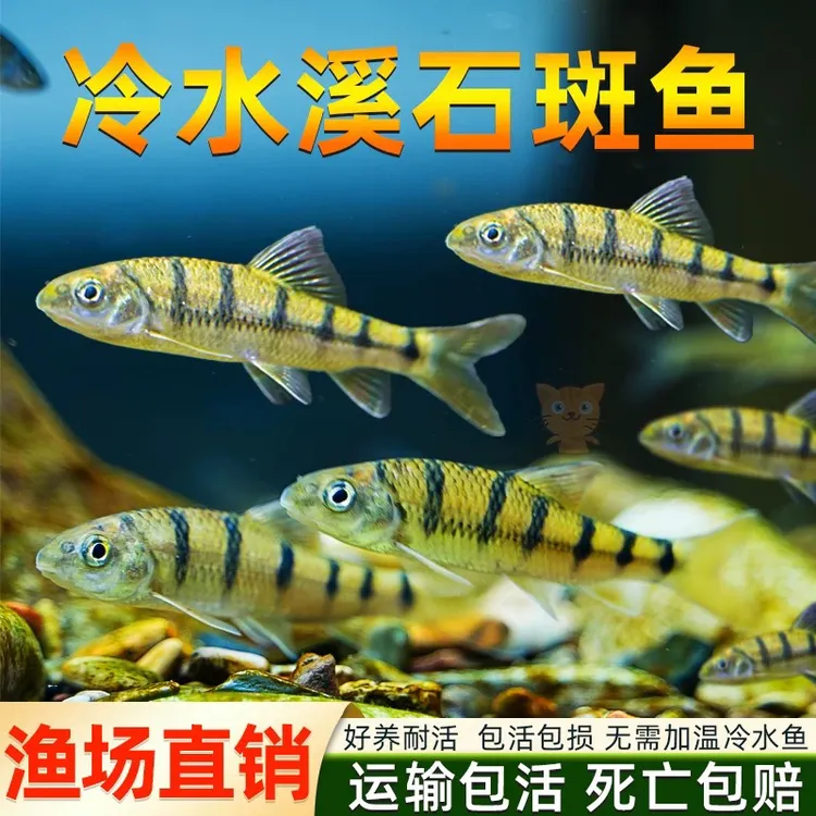 原生态鱼群游冷水鱼光唇鱼淡水冷水鱼溪石斑鱼溪石斑鱼苗