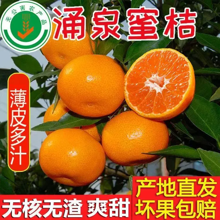 【正宗涌泉核心区高山蜜桔精品中果】现摘现发皮薄无渣果汁多