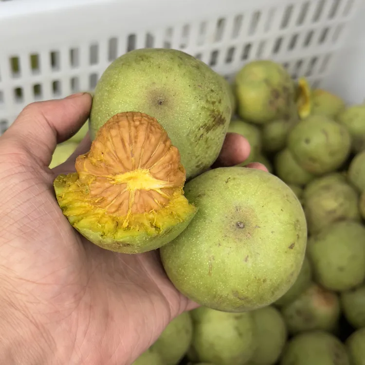 南瓜墩青皮 尺寸可选