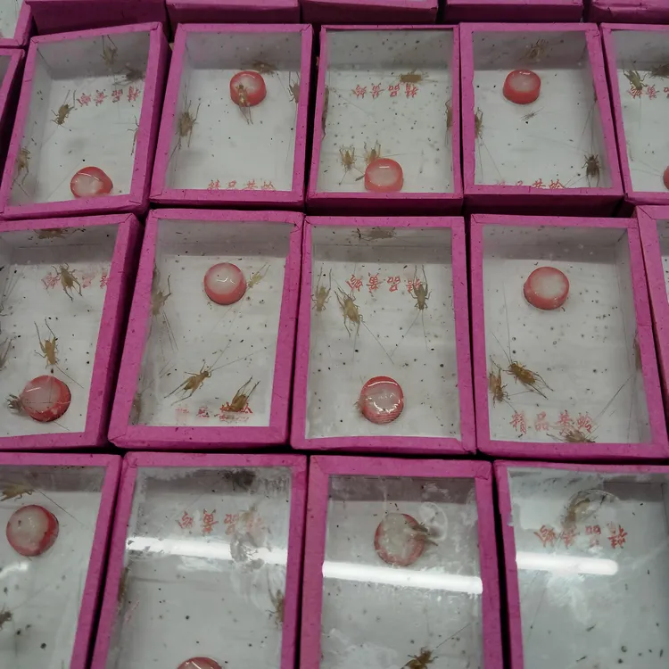 新到小黄蛉模型模具