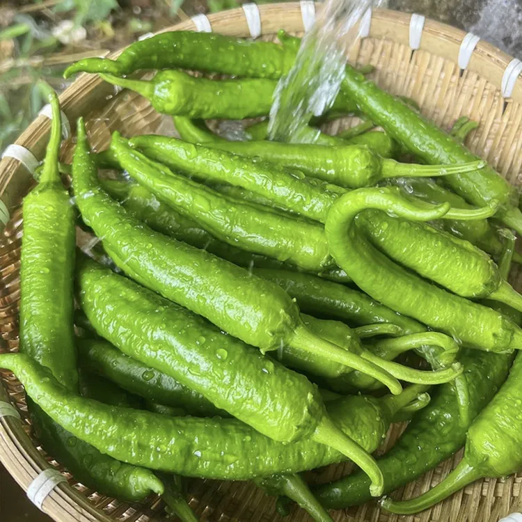 新鲜薄皮辣椒香辣土辣椒现摘现发农家自种应季蔬菜