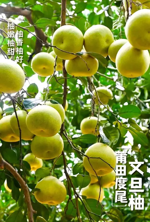 正宗福建莆田度尾文旦柚红心蜜柚子新鲜当季现摘孕妇应季时令水果