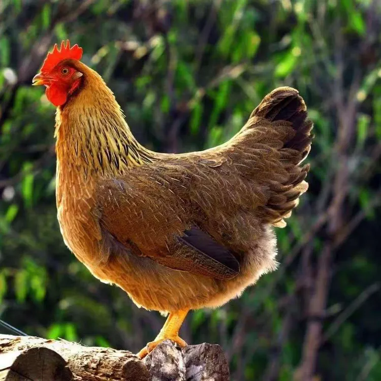 【今日福利脱温12只】包半大宠物活体健康宠物麻羽鸡仔