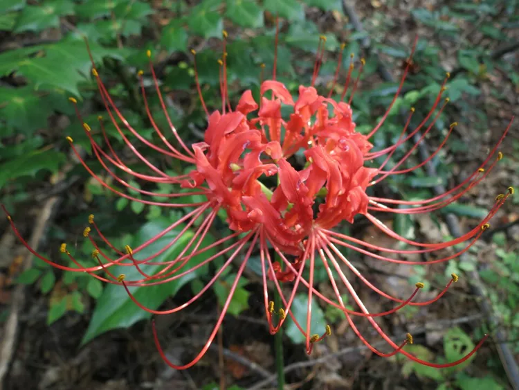 石蒜花球根花卉多年生室内外耐寒四季开花盆栽植物