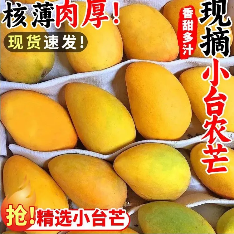 海南小台芒新鲜小台芒当季水果现摘芒果时令水果芒果AZ