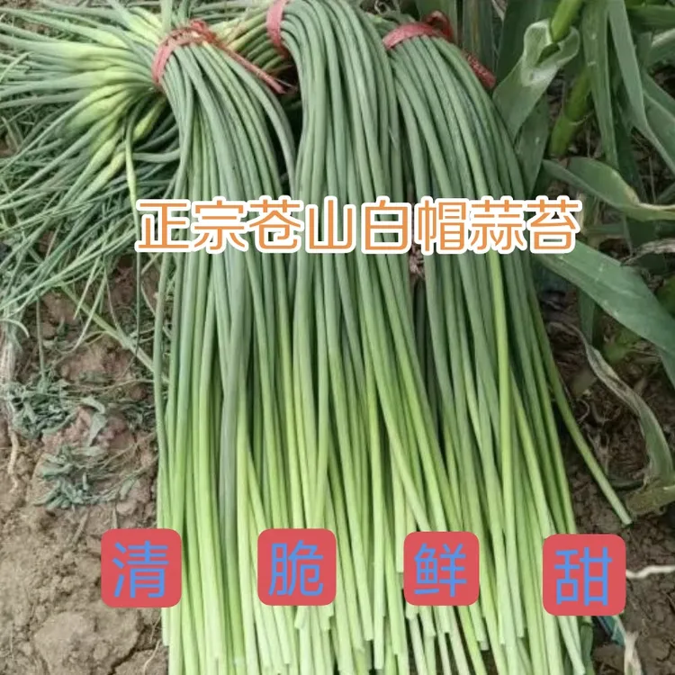 25年苍山当季新鲜蒜薹新鲜脆嫩农民现采现发