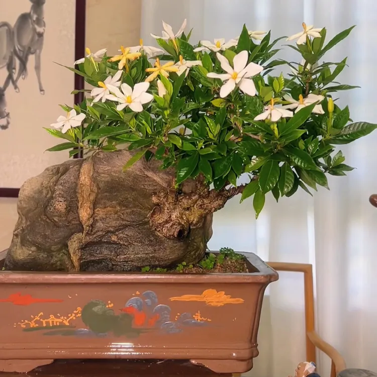 一物一拍附石悬崖中坨坨栀子花含盆高50冠幅50坨7