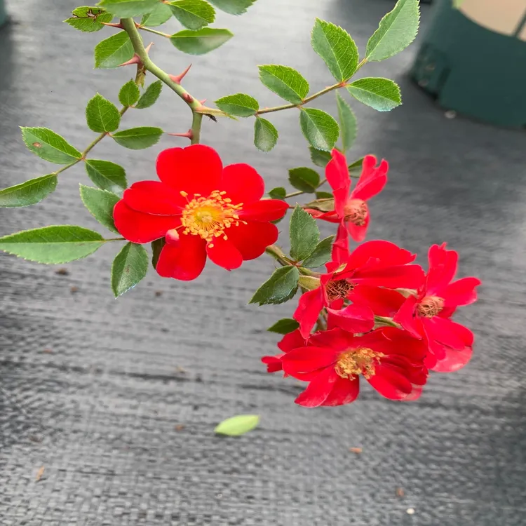 红一重微型理想的金月季藤本绿植花卉盆栽月季花